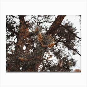 Pine Tree Branches Canvas Print