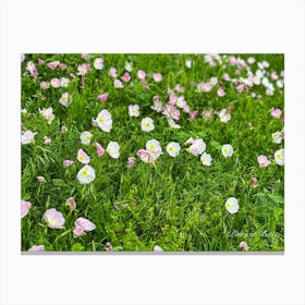 Pink Wildflowers - photography 1 Canvas Print