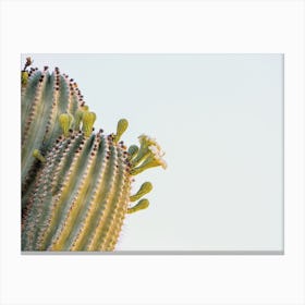 Saguaro Cactus Flowers Canvas Print