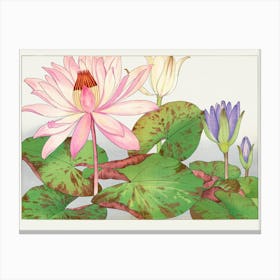 Lotus Flower 1 Canvas Print