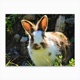 Rabbit In The Grass Canvas Print