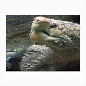 Snapping turtle Canvas Print