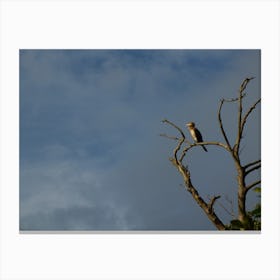 Bird Perched In Tree Canvas Print