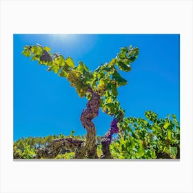 Vines In The Vineyard 20230831132960pub Canvas Print