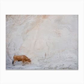 Cachena Cow, Portugal Canvas Print