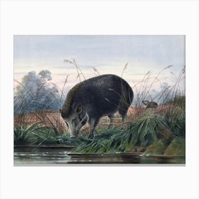 Vintage Painting Wild Boar Canvas Print