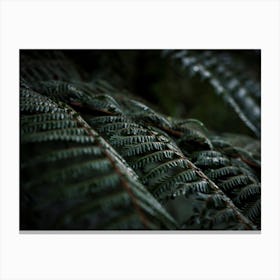 New Zealand Ferns In The Forest Canvas Print