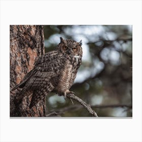 Horned Owl In Tree Canvas Print