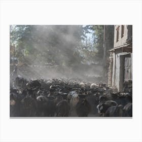 Herd Of Cattle In The Himalayas Canvas Print