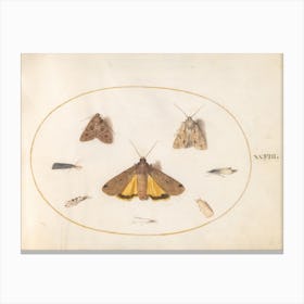 Eight Moths, Joris Hoefnagel Canvas Print