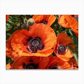 Close-up of red poppy blossoms Canvas Print