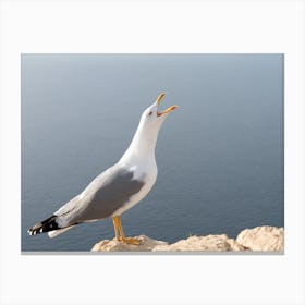 Screaming seagull on the Mediterranean coast Canvas Print