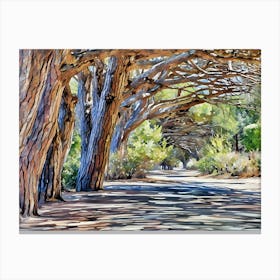 Sunlit Forest Path. This image depicts a sunlit forest path lined with tall, gnarled trees. The trees' branches form a natural archway overhead, casting intricate shadows on the ground. The scene is vibrant with shades of green from the surrounding foliage and the warm tones of the tree bark, creating a serene and inviting atmosphere. Canvas Print