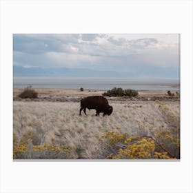Bison In The Field Canvas Print