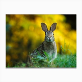 Rabbit In The Grass 1 Canvas Print