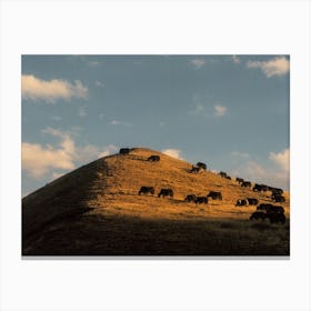 Cattles On Tibetan Field In Sunset Canvas Print