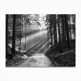 Sunrays In Forest Canvas Print