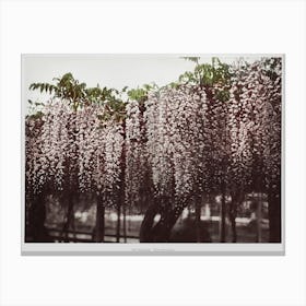 Wistaria Chinensis, Hand Colored Collotype From Some Japanese Flowers (1896), Kazumasa Ogawa Canvas Print