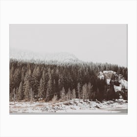 Snowy Forest Floor Canvas Print