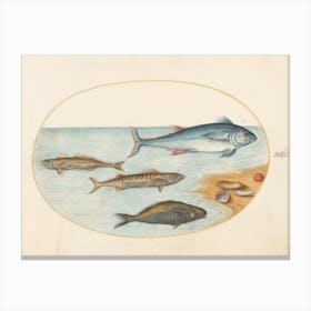 Aquatic And Shelly Animals, Joris Hoefnagel Canvas Print