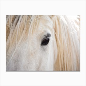 Blonde Horse Hair Canvas Print