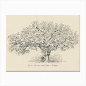 Vintage Illustration Of Orchard Cherry Tree, John Wright Canvas Print