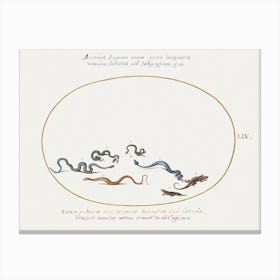 Snakes And A Lizard, Joris Hoefnagel Canvas Print