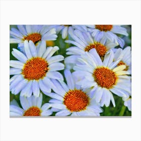 Daisies 2 Canvas Print