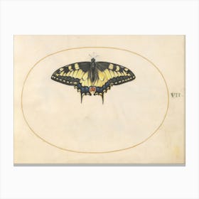 Swallowtail Butterfly (c. 1575-1580), Joris Hoefnagel Canvas Print