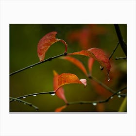 Autumn Leaves Canvas Print