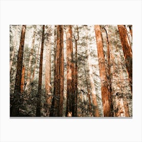Redwood Forest Canvas Print