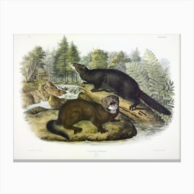 Black Squirrel, John James Audubon Canvas Print