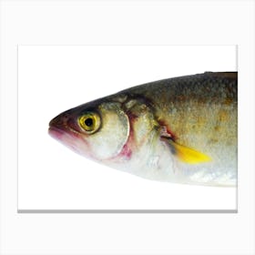 Fish On A White Background Canvas Print