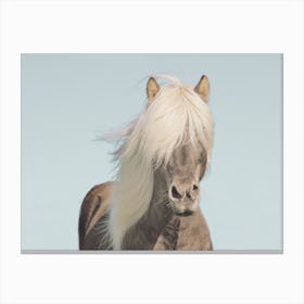 Horse With Long Hair Canvas Print