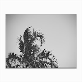 The Palms Canvas Print