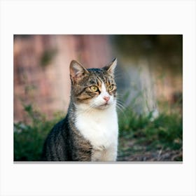 Cat Sitting 1 Canvas Print