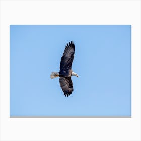 Eagle Soaring Above With Full Wingspan Canvas Print