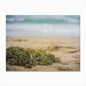 Close Up Of Algae On The Beach Sand Canvas Print