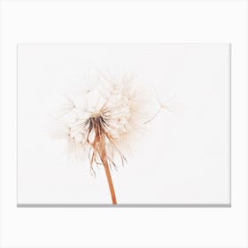 Beige Dandelion Canvas Print