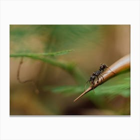 Ant On A Leaf Canvas Print