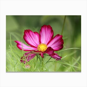 Cosmos Flower in Field Canvas Print