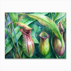 Pitcher Plants 1 Canvas Print