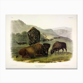  American Bison, John James Audubon Canvas Print