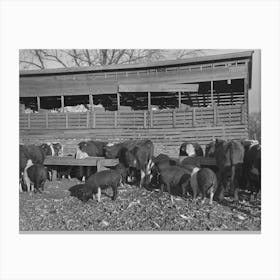 Untitled Photo, Possibly Related To Cattle And Hogs Feeding, Emrick Farm Near Aledo, Illinois, This Farm Is Canvas Print