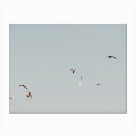 Beach Seagulls Canvas Print