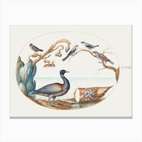 Barnacle Goose With Shrikes And Other Birds (1575–1580), Joris Hoefnagel Canvas Print