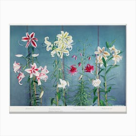 Lily Hand Colored Collotype From Some Japanese Flowers (1896), Kazumasa Ogawa Canvas Print