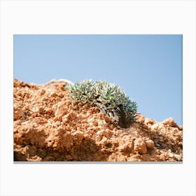 Succulent // Ibiza Nature Photography Canvas Print