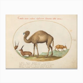 Quadervpedia Animals And Reptiles, Joris Hoefnagel 2 Canvas Print