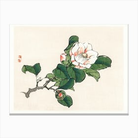 Chinese Magnolia Canvas Print